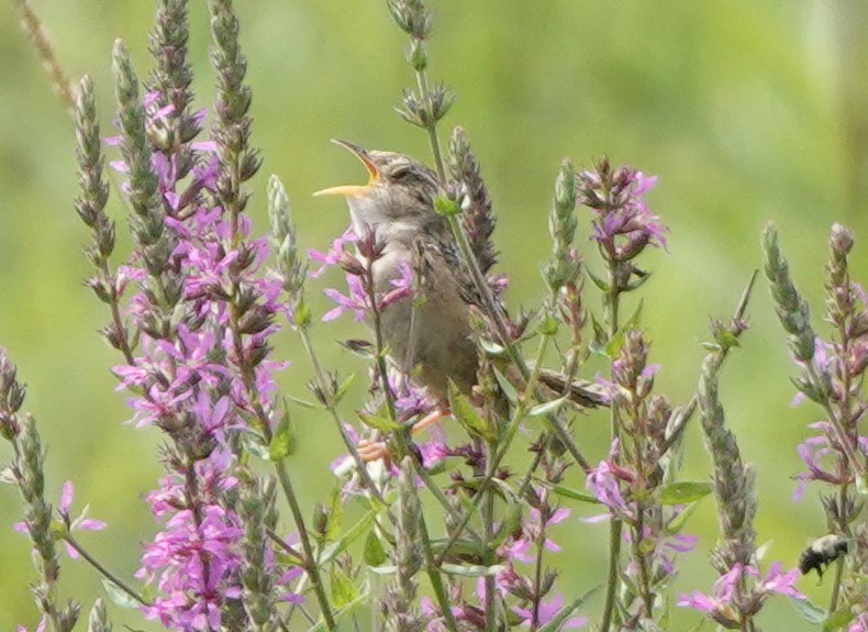 Sedge Wren - ML639743343