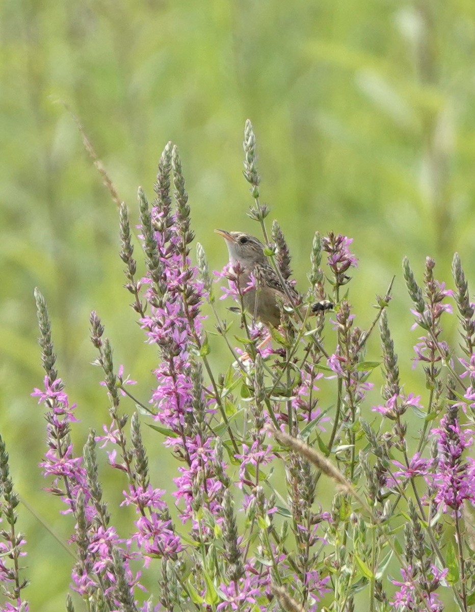 Sedge Wren - ML639743344
