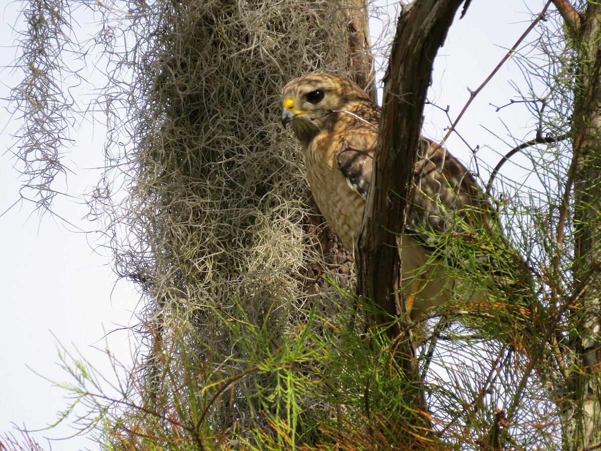 Red-shouldered Hawk - ML639743351