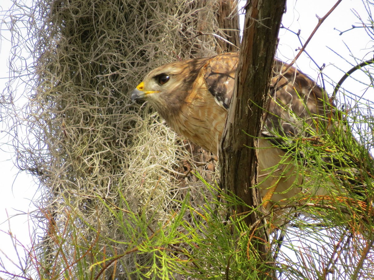 Red-shouldered Hawk - ML639743353