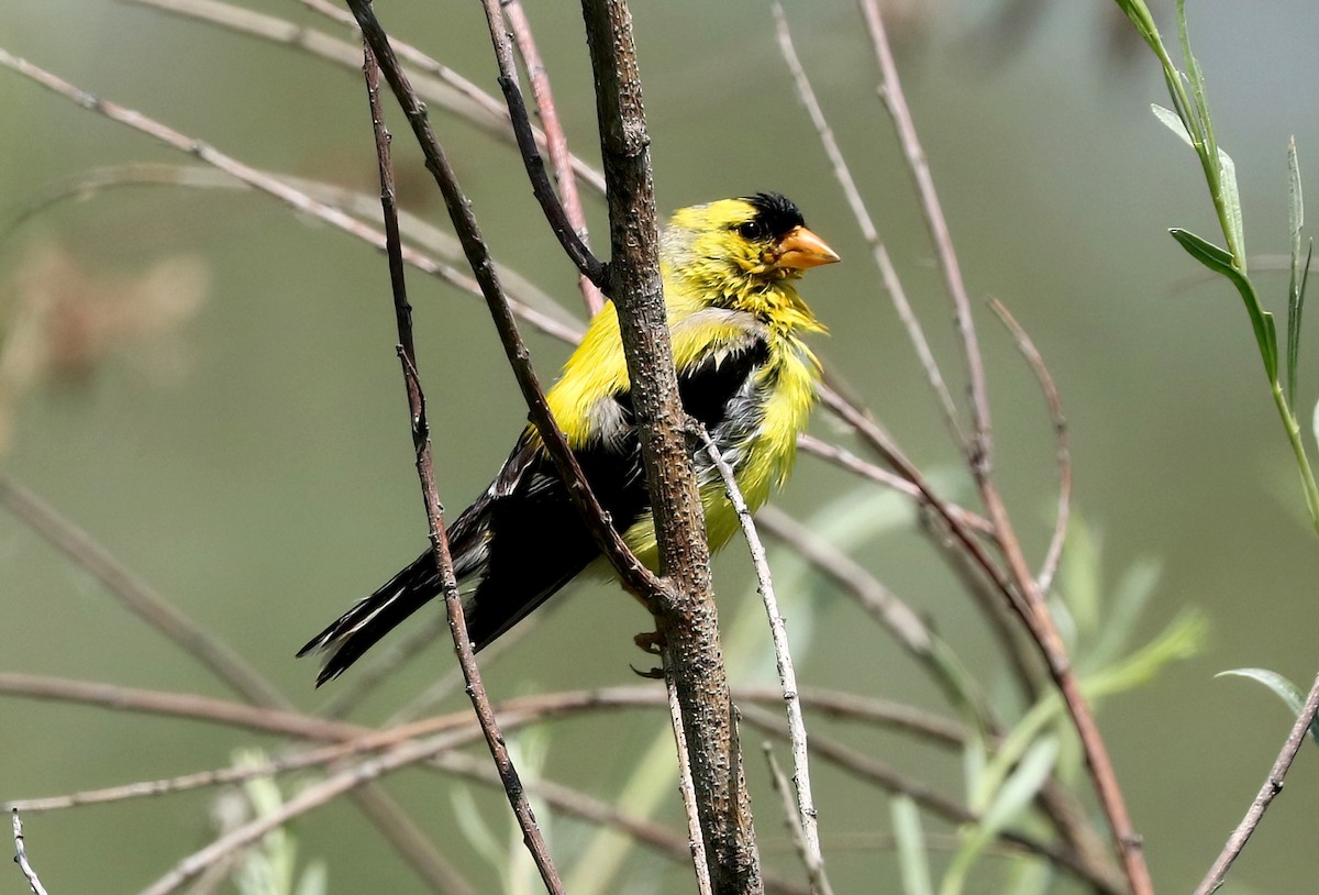 Chardonneret jaune - ML639743357
