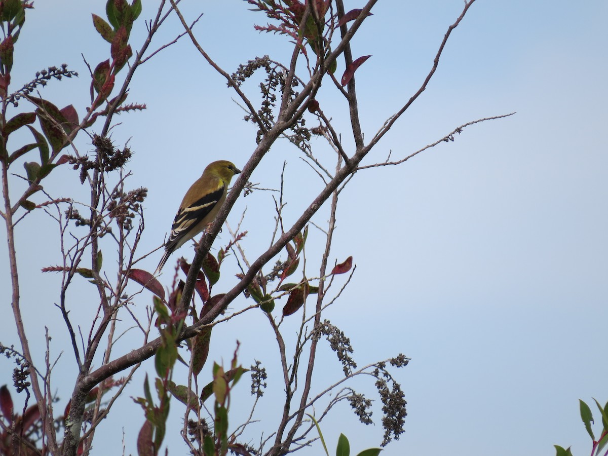 American Goldfinch - ML639743381