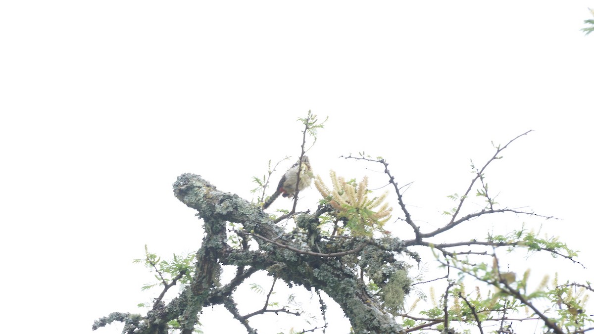D'Arnaud's Barbet (Usambiro) - ML639743383