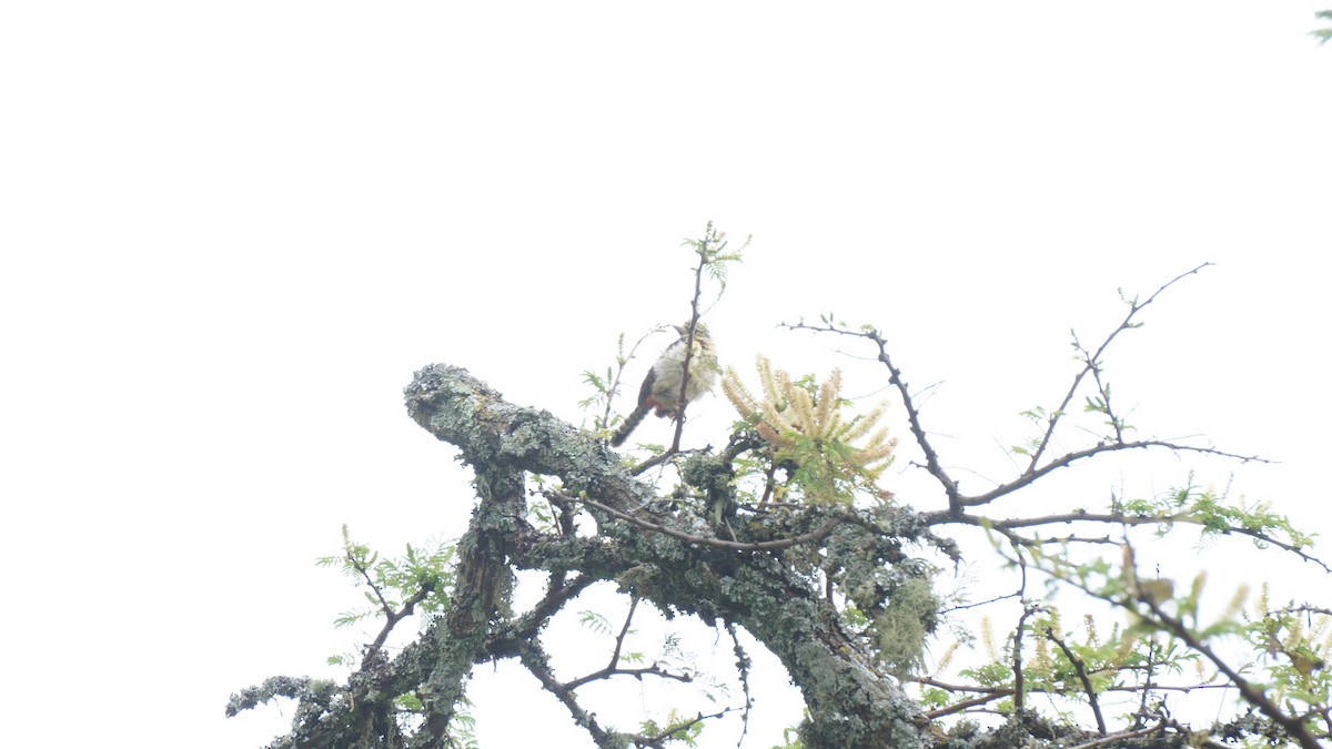 D'Arnaud's Barbet (Usambiro) - ML639743384