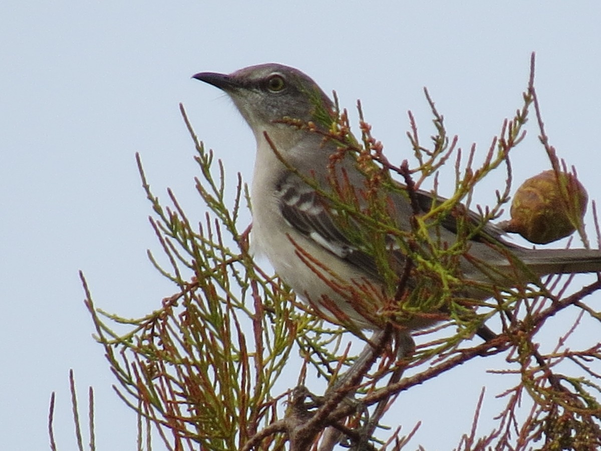 Northern Mockingbird - ML639743392