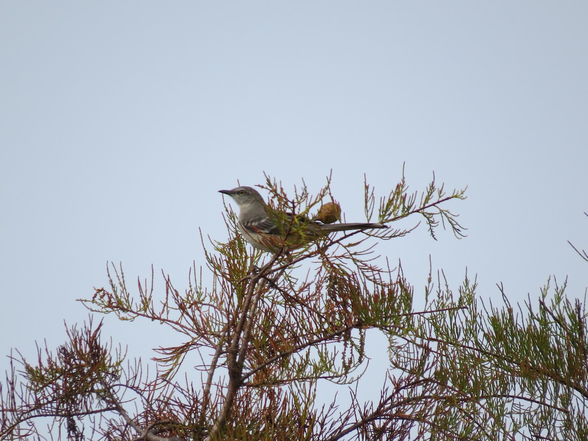 Northern Mockingbird - ML639743393