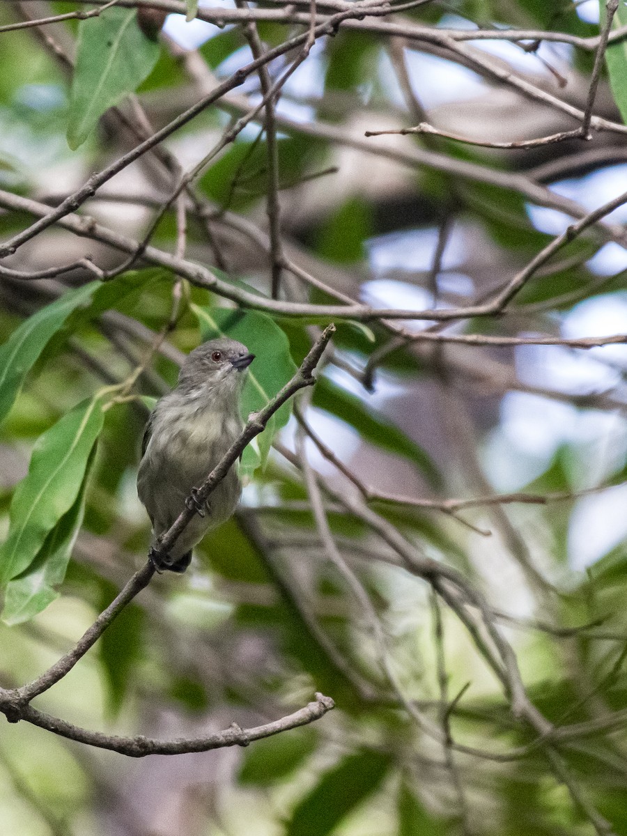 Thick-billed Flowerpecker - ML639743438