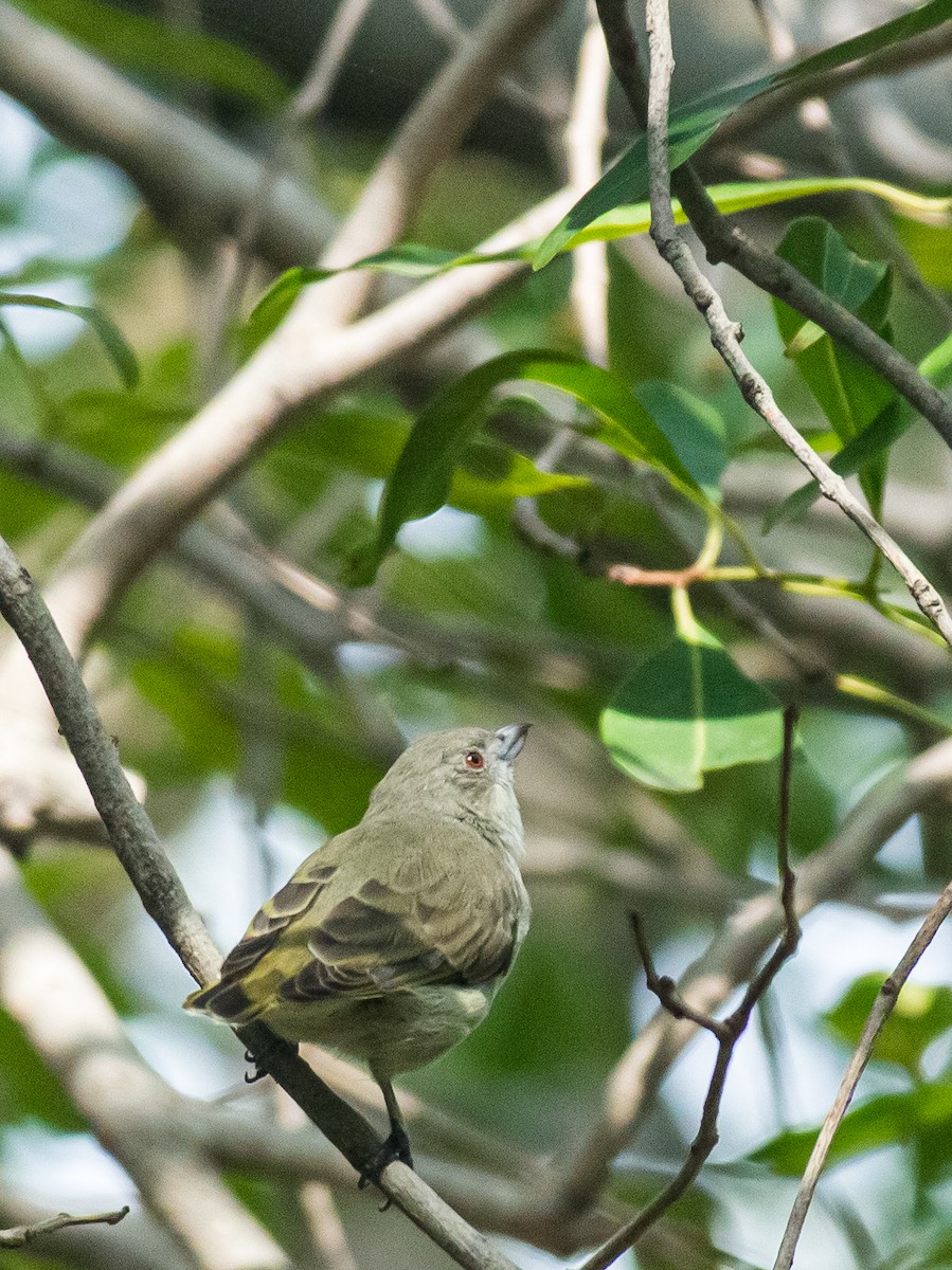 Thick-billed Flowerpecker - ML639743440