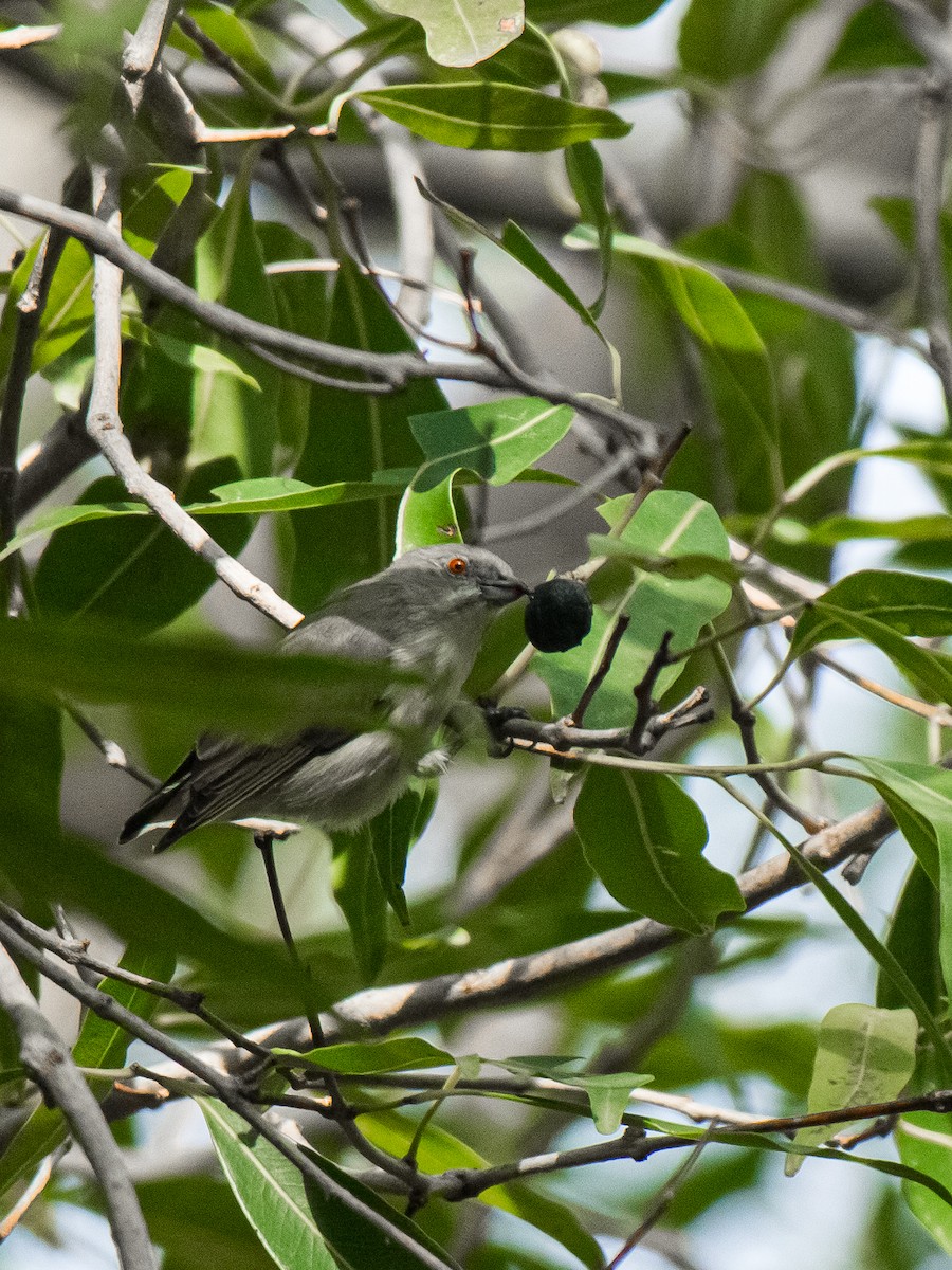 Thick-billed Flowerpecker - ML639743441