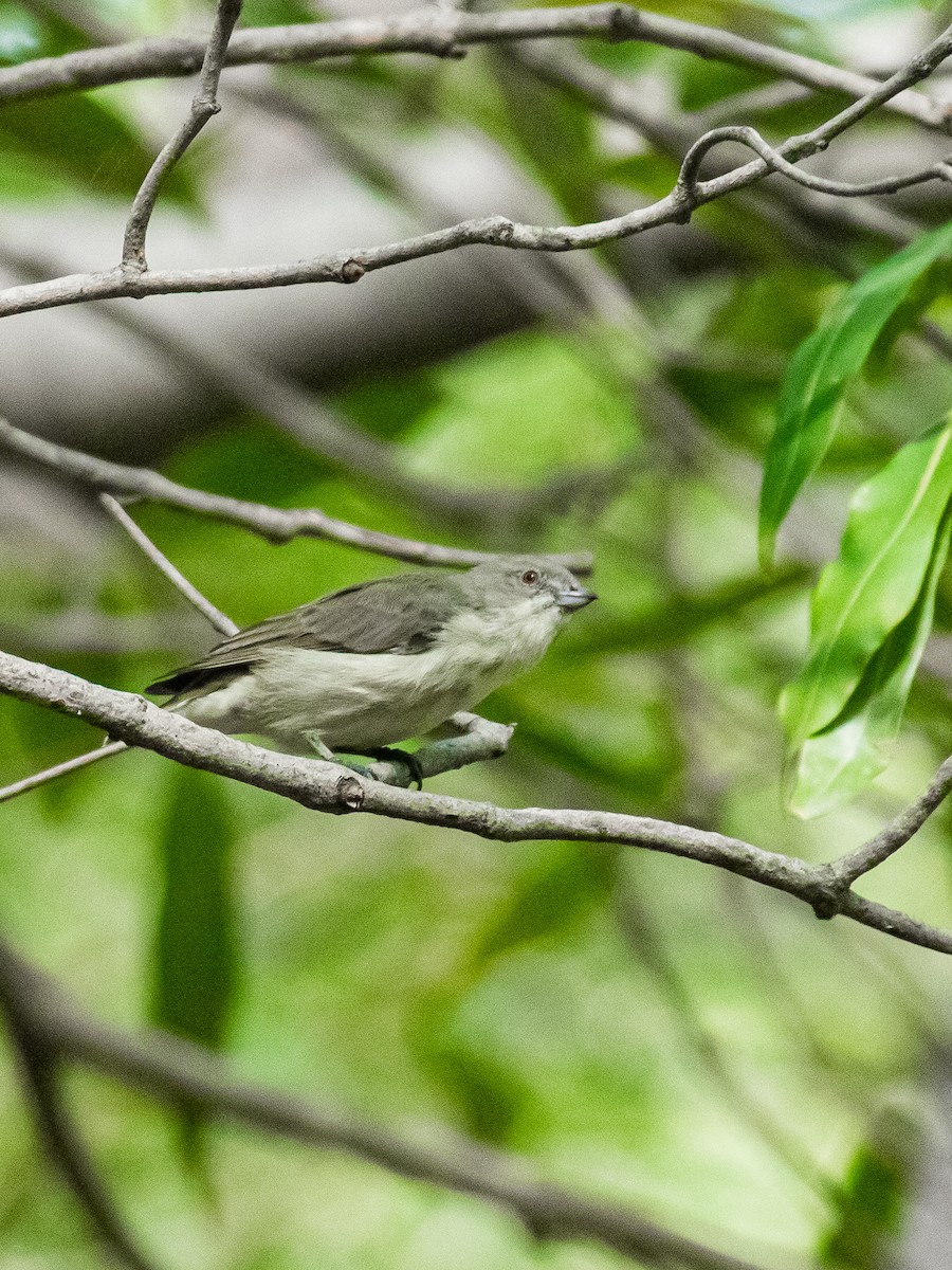 Thick-billed Flowerpecker - ML639743442