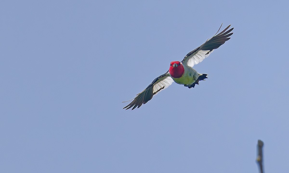 Red-headed Woodpecker - ML639743448
