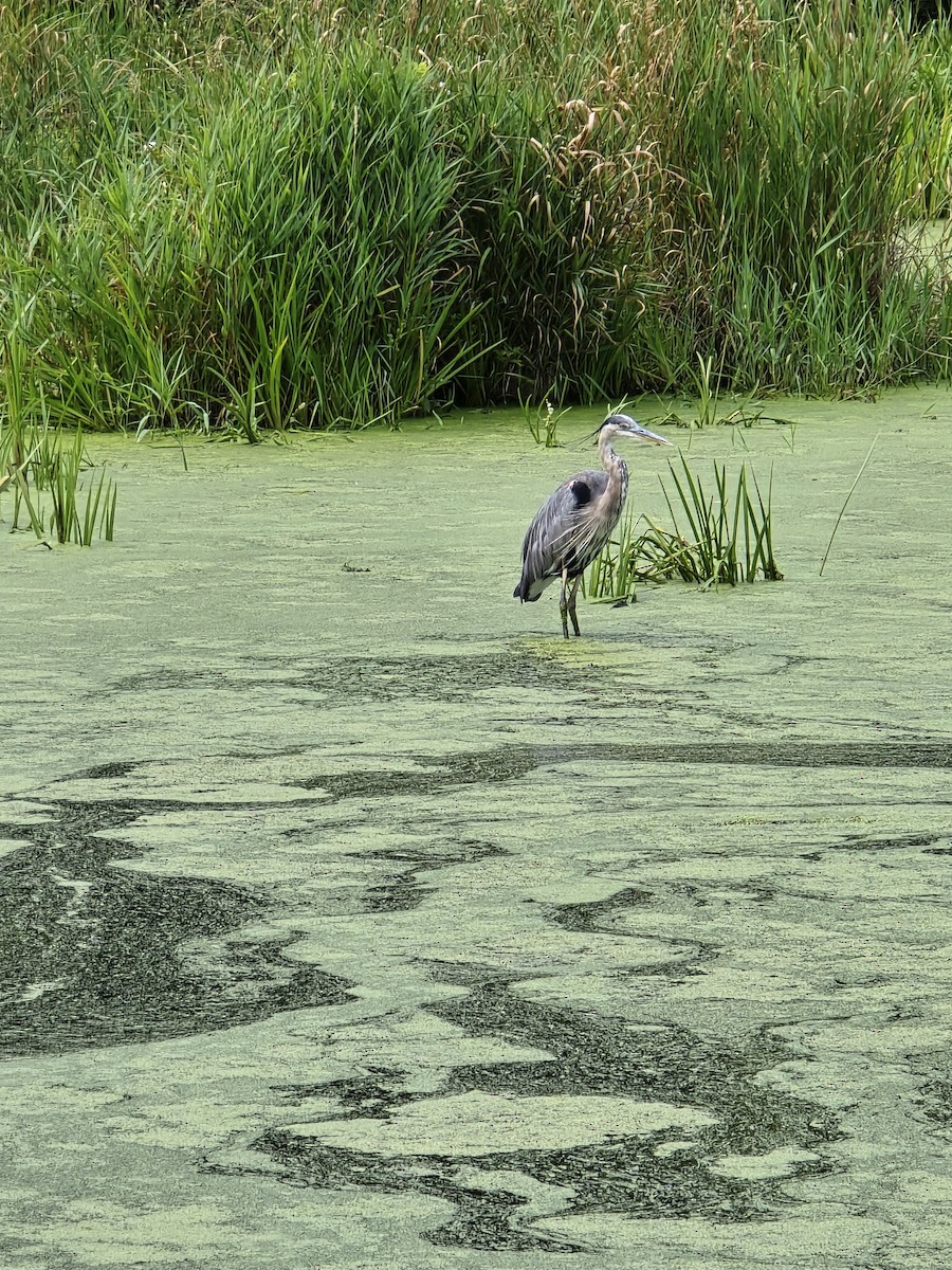 Great Blue Heron - ML639743462