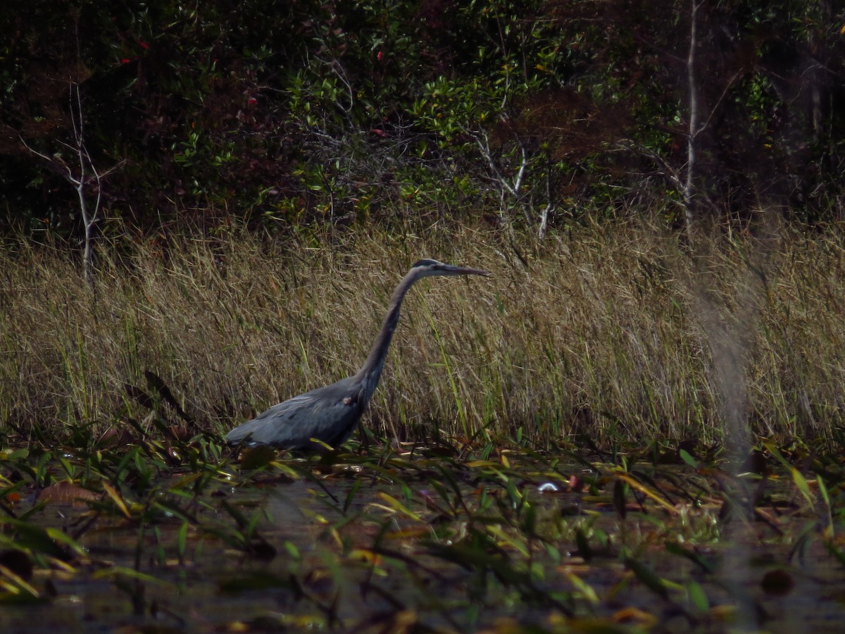Great Blue Heron - ML639743466