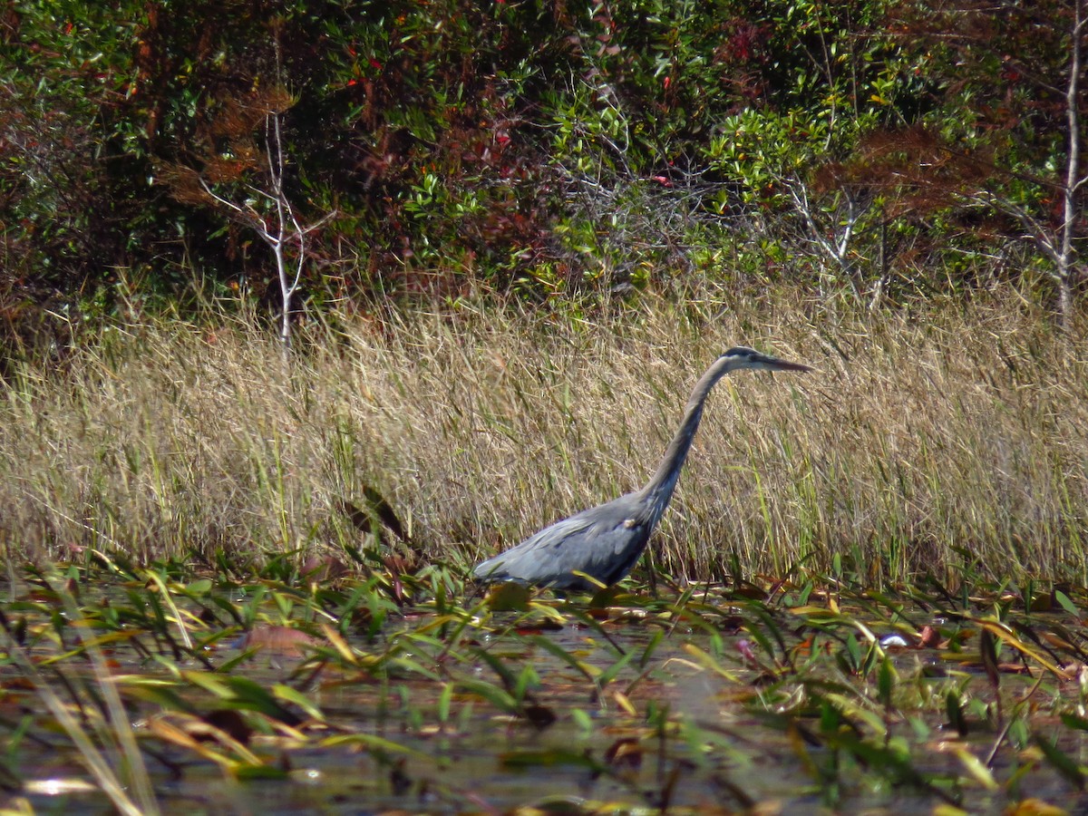 Great Blue Heron - ML639743467