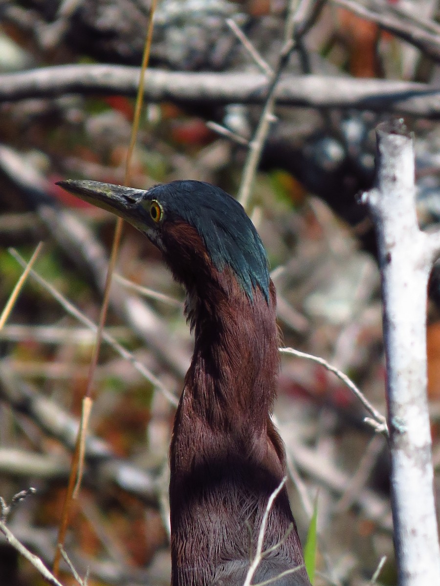 Green Heron - ML639743476