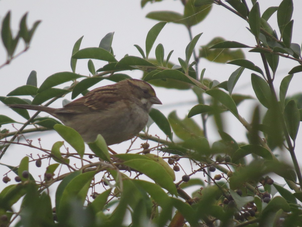 White-throated Sparrow - ML639743522