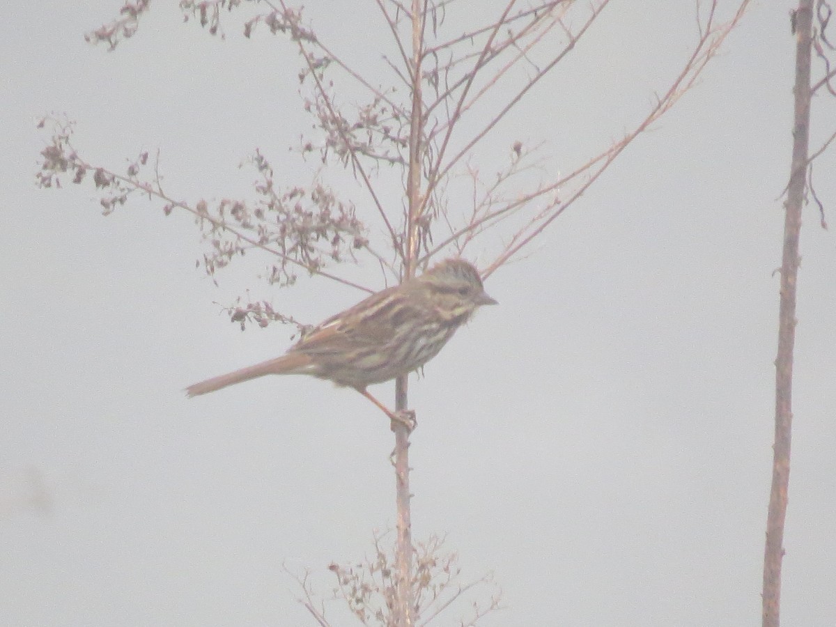 Song Sparrow - ML639743536
