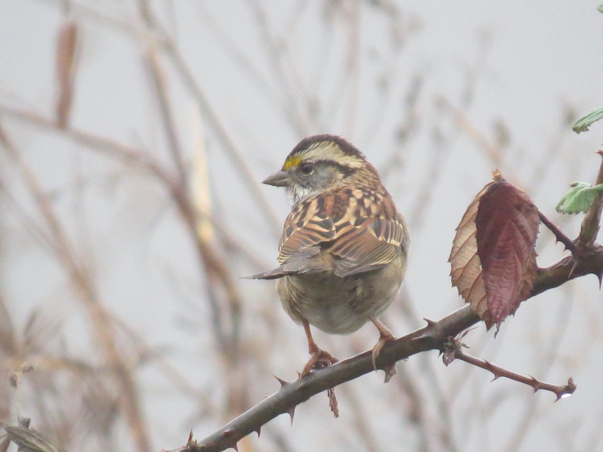 White-throated Sparrow - ML639743543