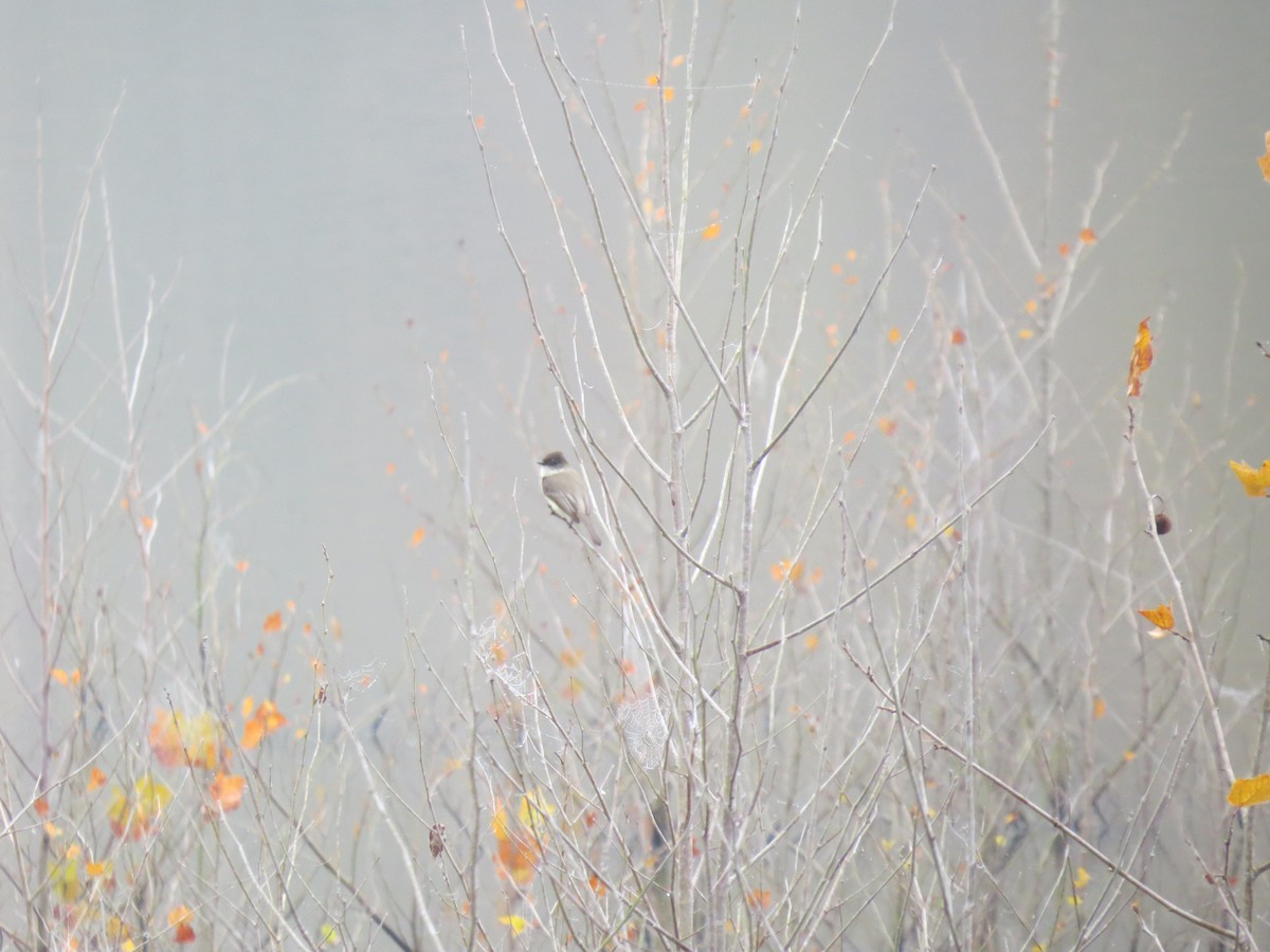 Eastern Phoebe - ML639743569