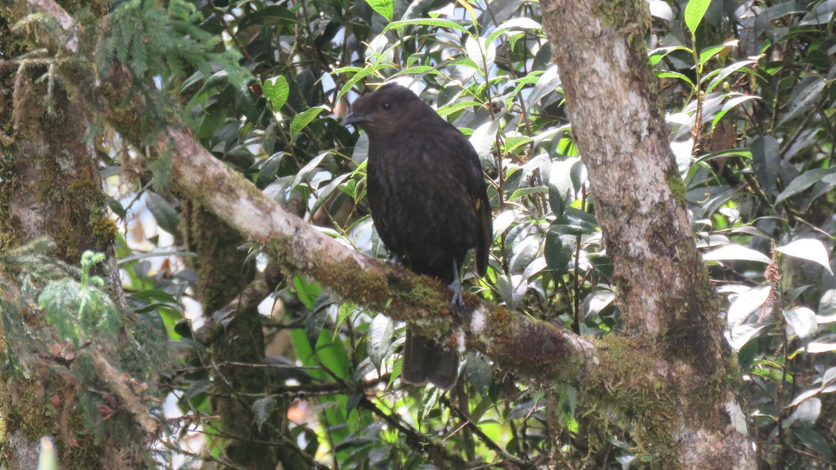 Archbold's Bowerbird - ML639743572
