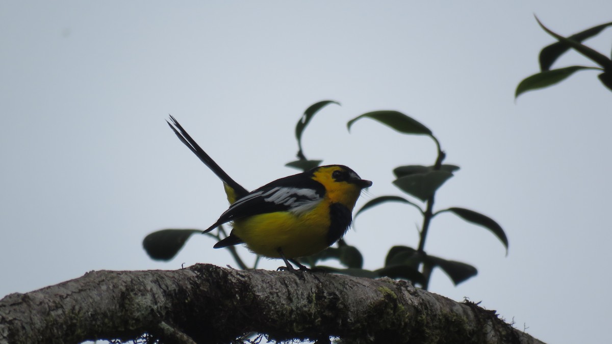 Black-breasted Boatbill - ML639743599