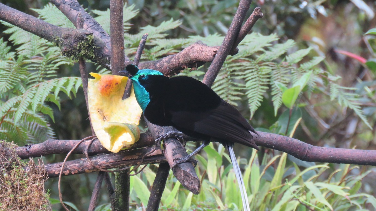 Ribbon-tailed Astrapia - ML639743619