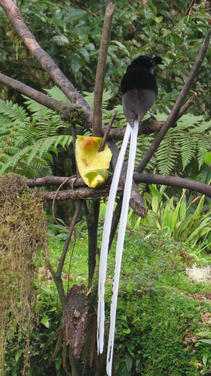 Ribbon-tailed Astrapia - ML639743620