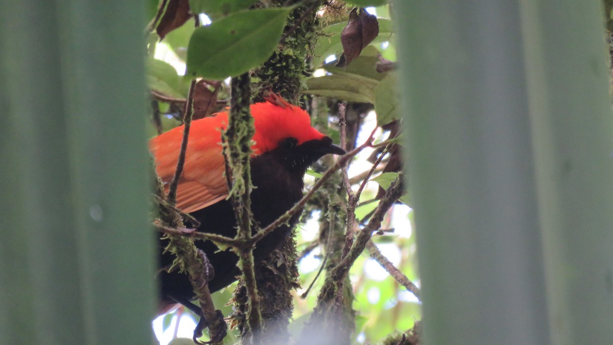 Crested Satinbird - ML639743634