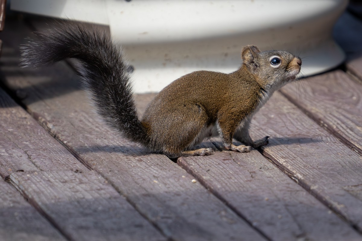 Pine Squirrels - ML639743660