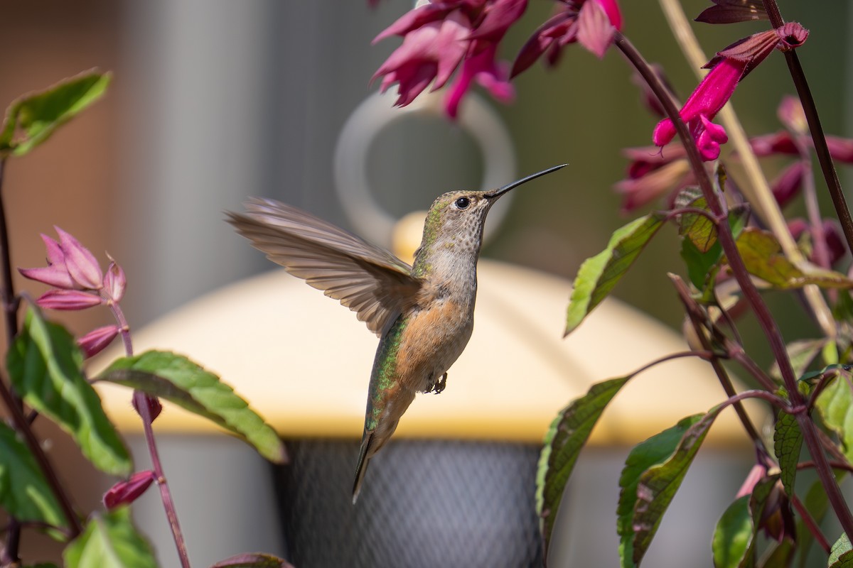 bredstjertkolibri - ML639743708