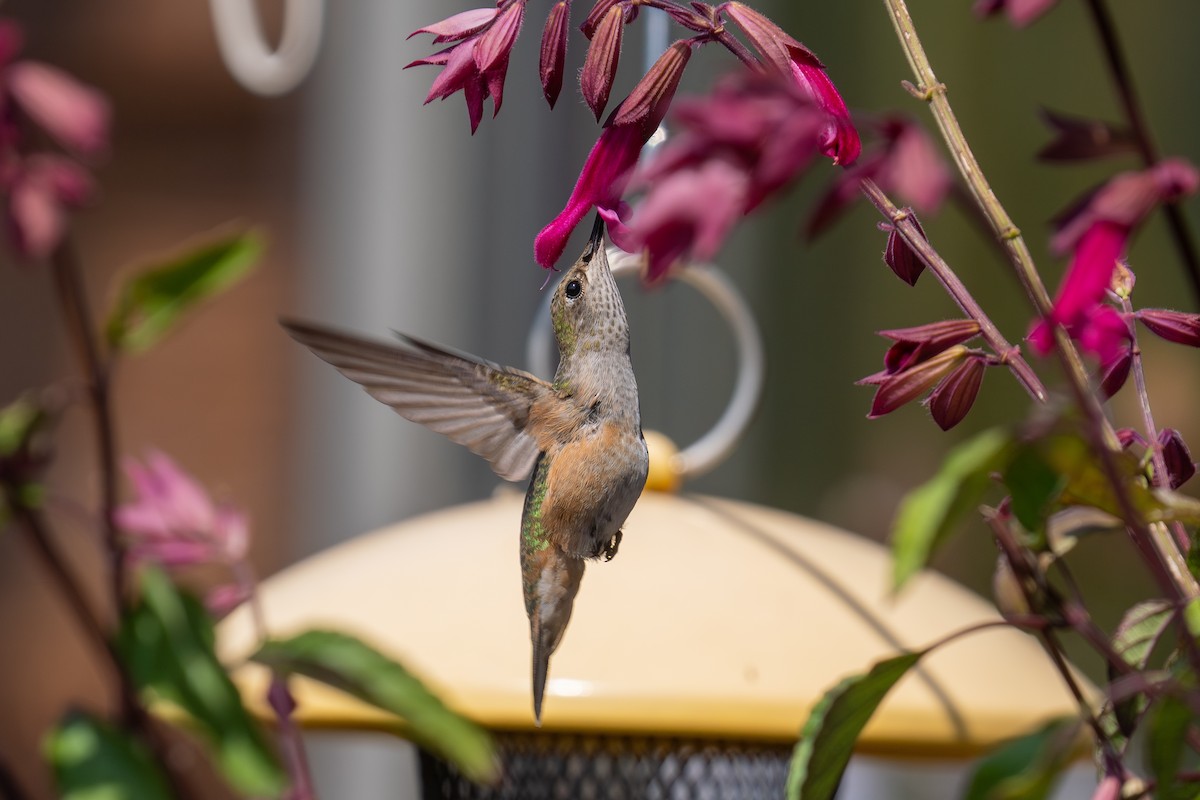 bredstjertkolibri - ML639743709