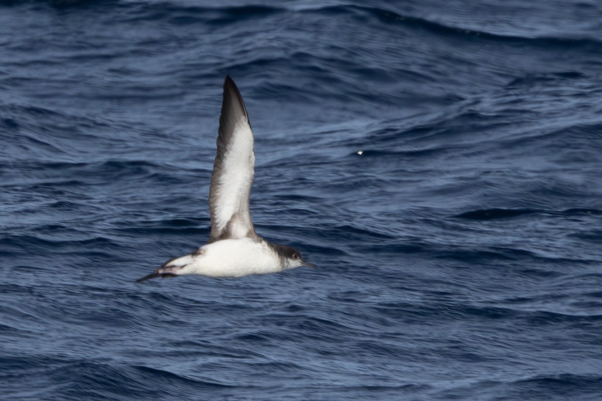 Fluttering Shearwater - ML639743847