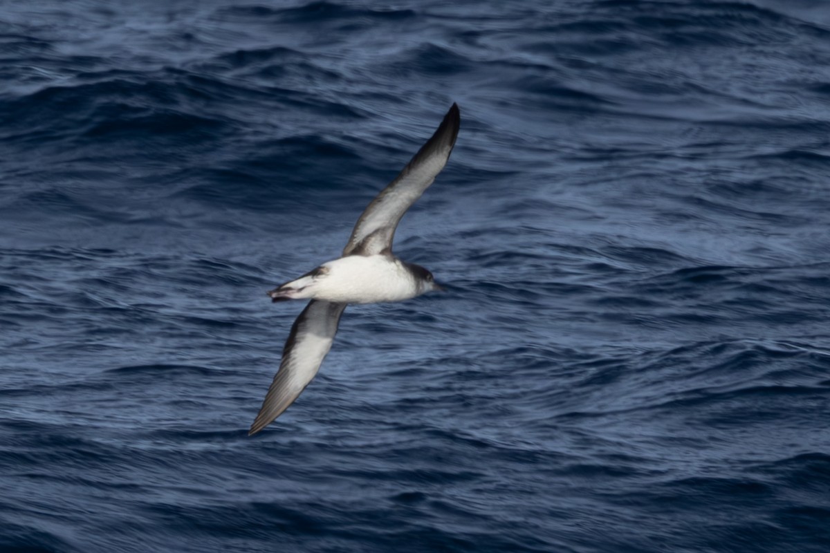 Fluttering Shearwater - ML639743849