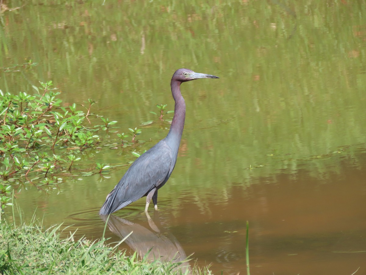 Little Blue Heron - ML639744367