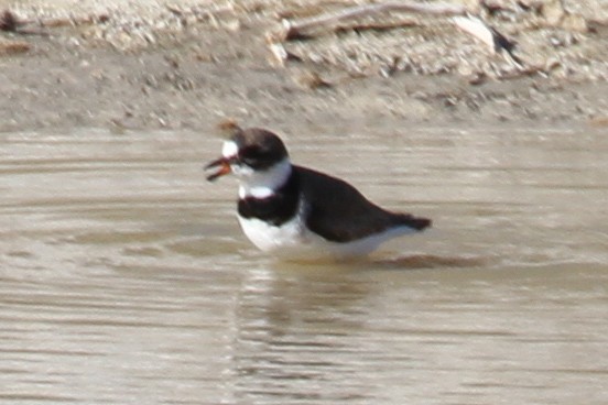 Semipalmated Plover - ML639744497