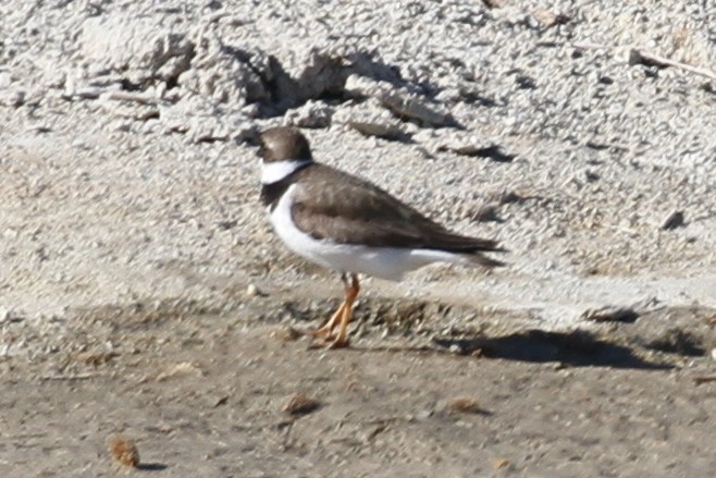 Semipalmated Plover - ML639744498