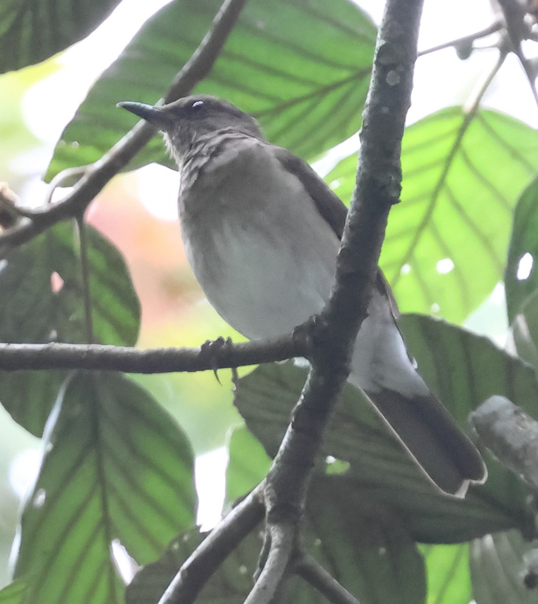 Black-billed Thrush - ML639744554