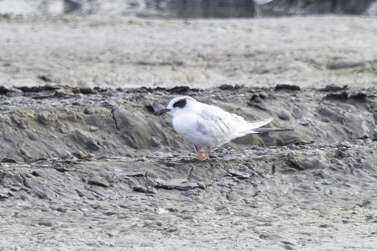 Forster's Tern - ML639744561