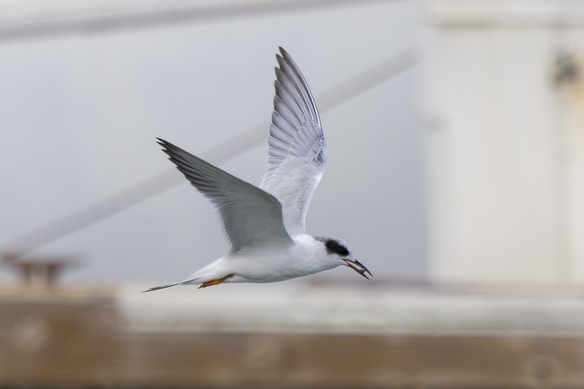 Forster's Tern - ML639744562