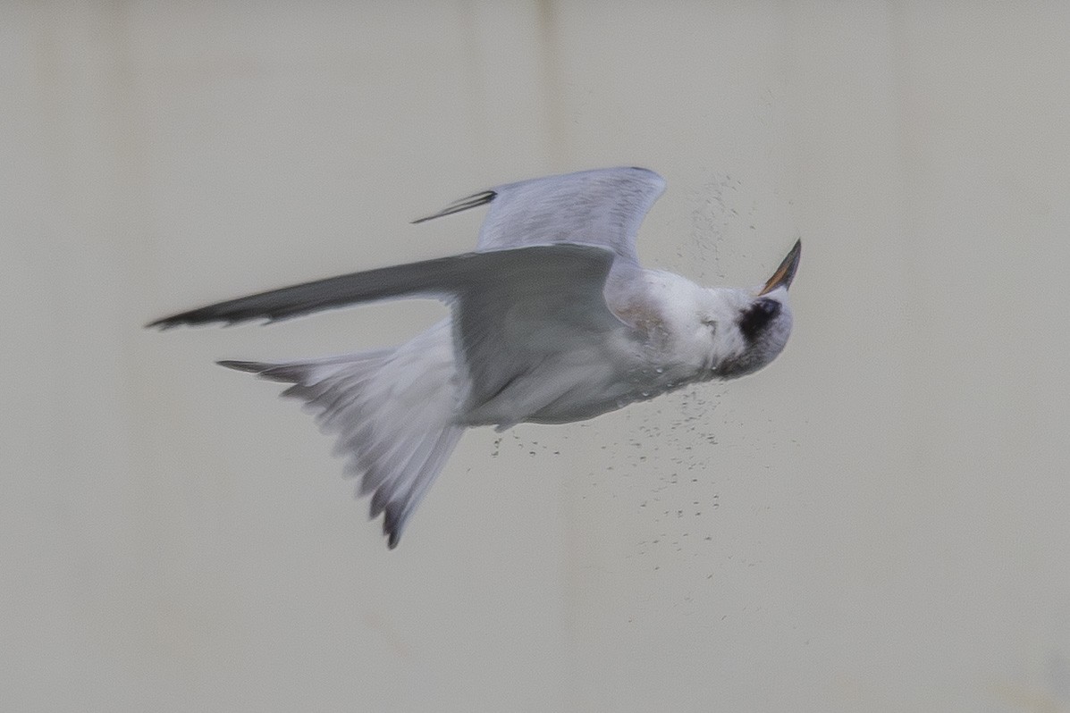 Forster's Tern - ML639744563