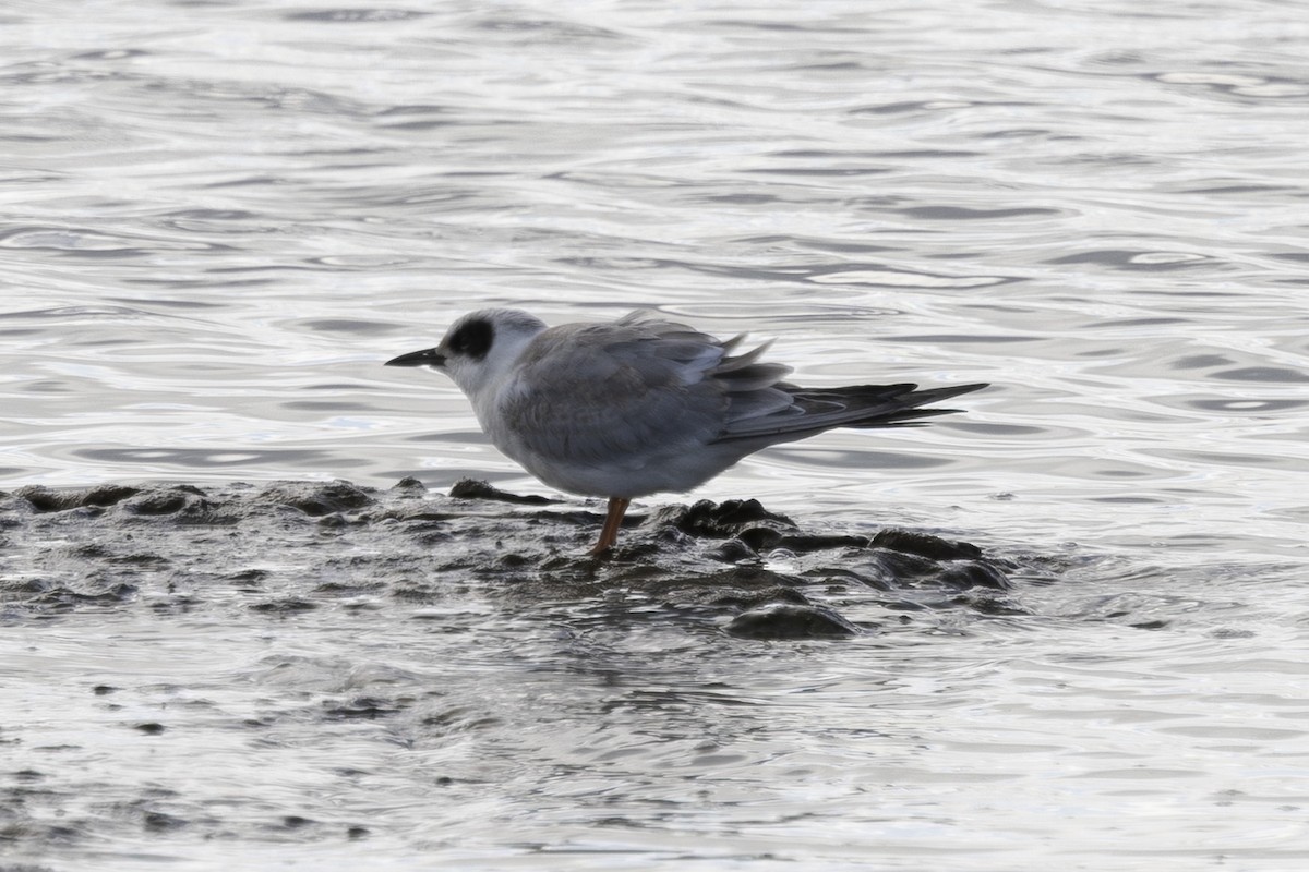 Forster's Tern - ML639744564