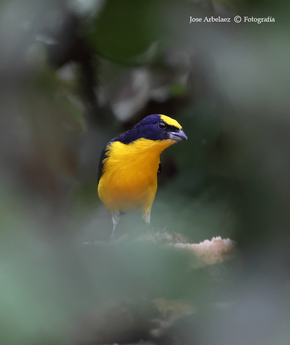Thick-billed Euphonia - ML639744569