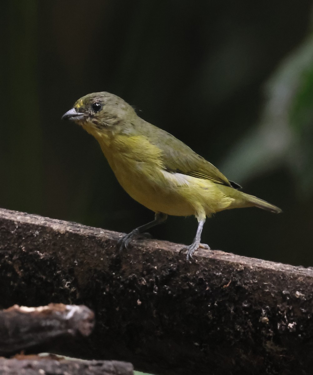 Thick-billed Euphonia - ML639744570