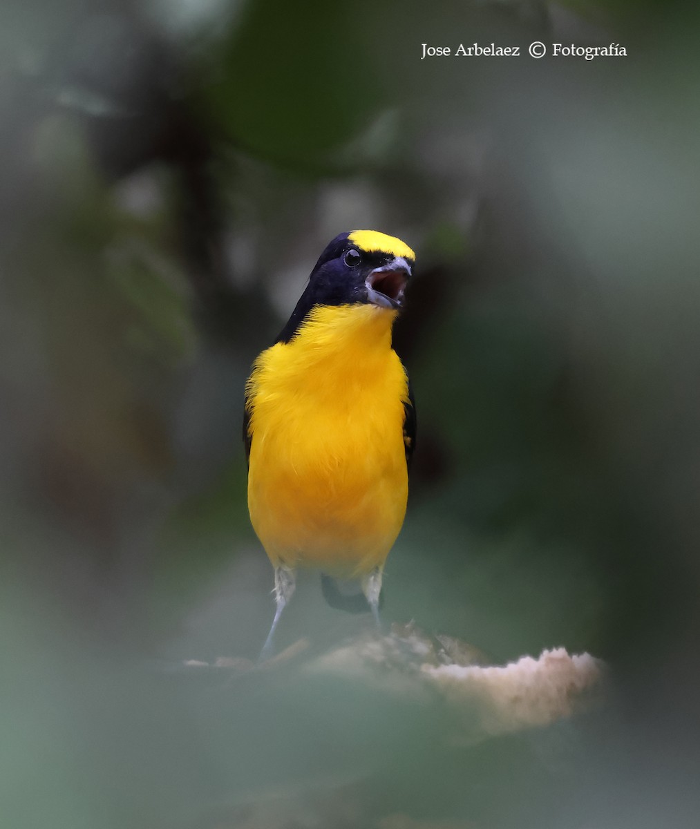 Thick-billed Euphonia - ML639744571