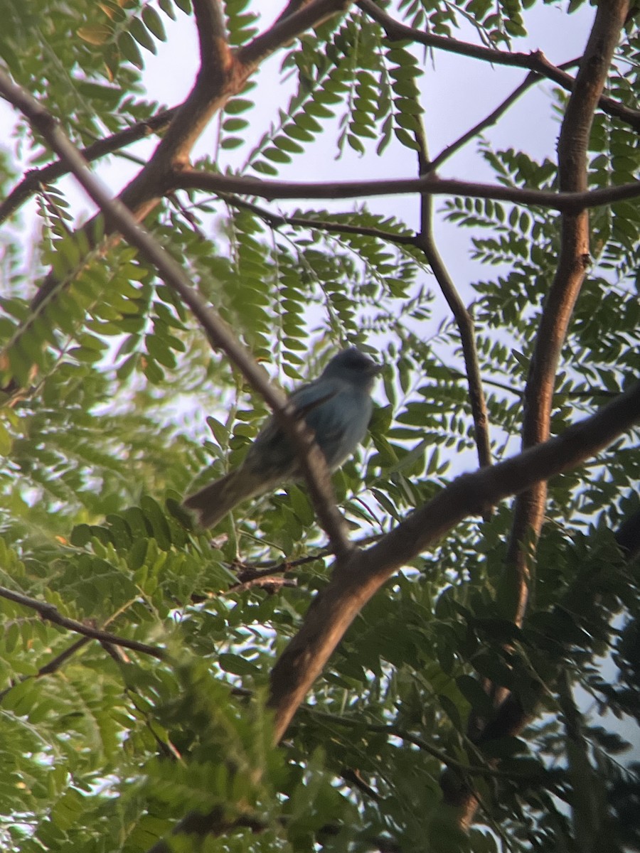 Indigo Bunting - ML639744595