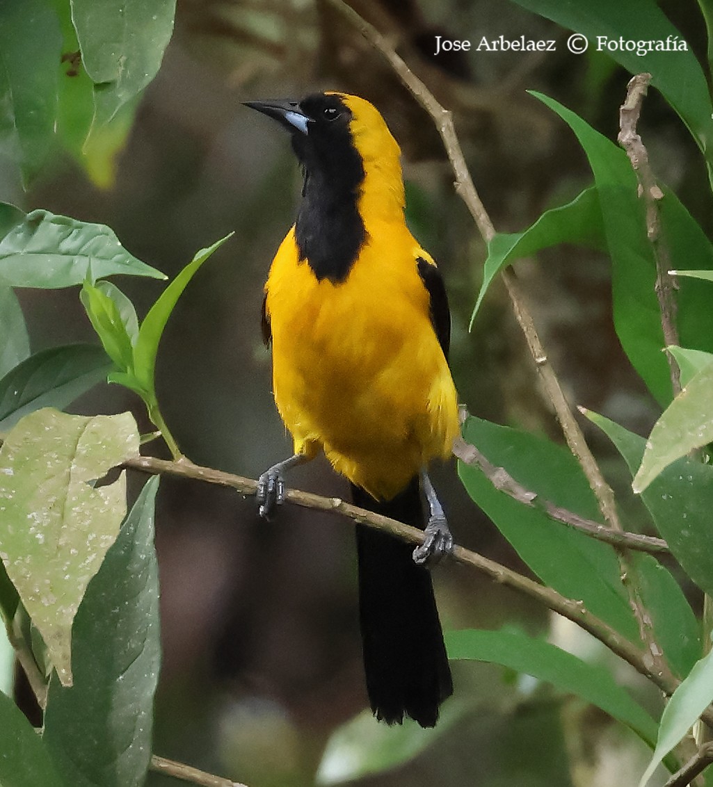 Yellow-backed Oriole - ML639744611