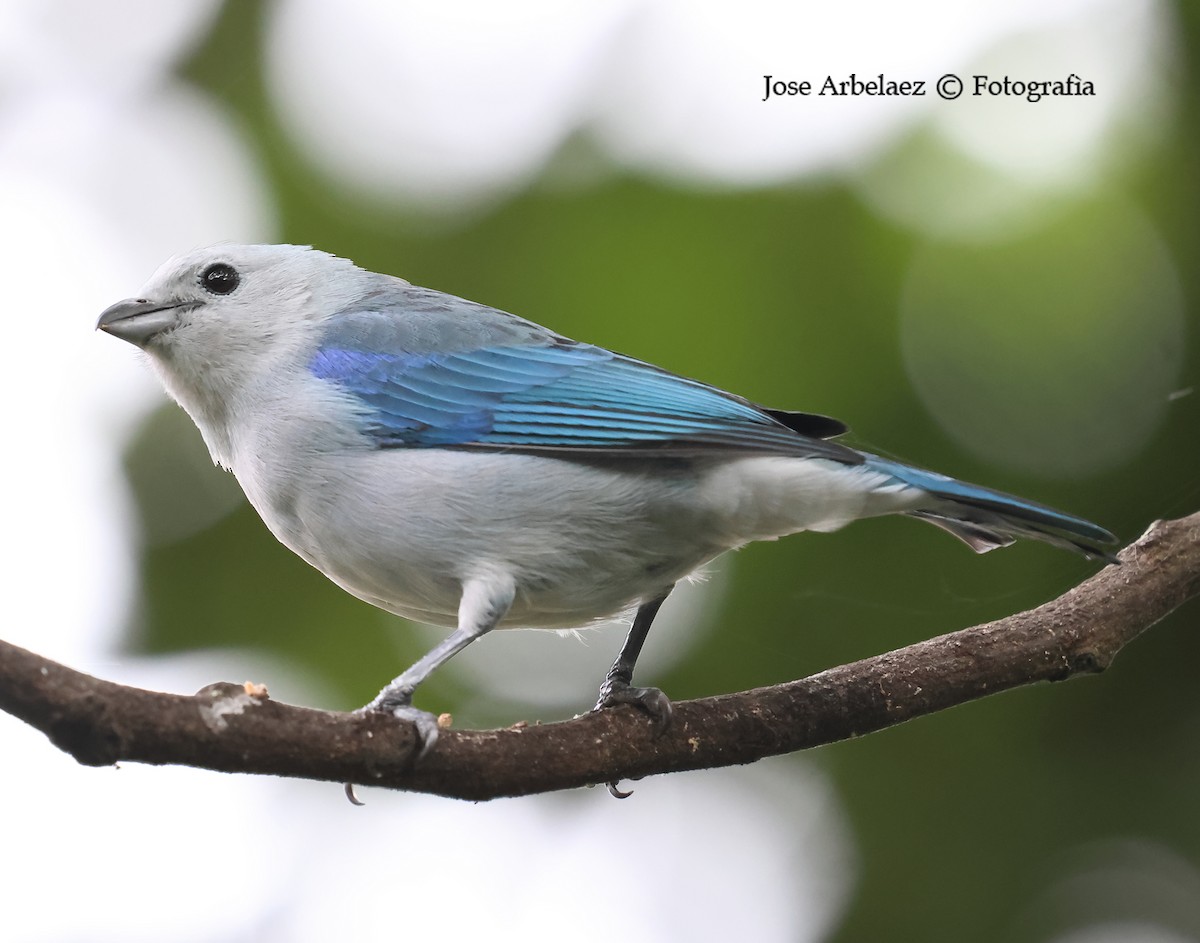 Blue-gray Tanager - ML639744616