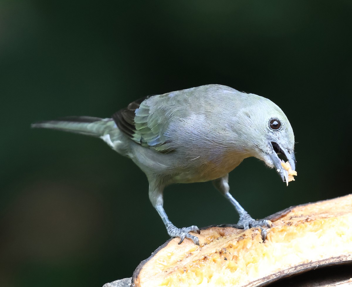 Palm Tanager - ML639744621