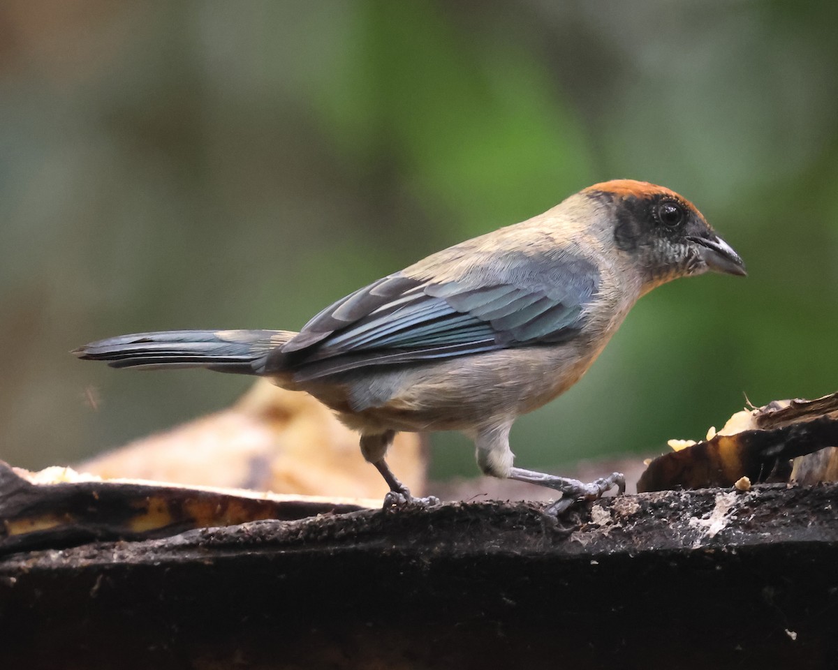 Scrub Tanager - ML639744635