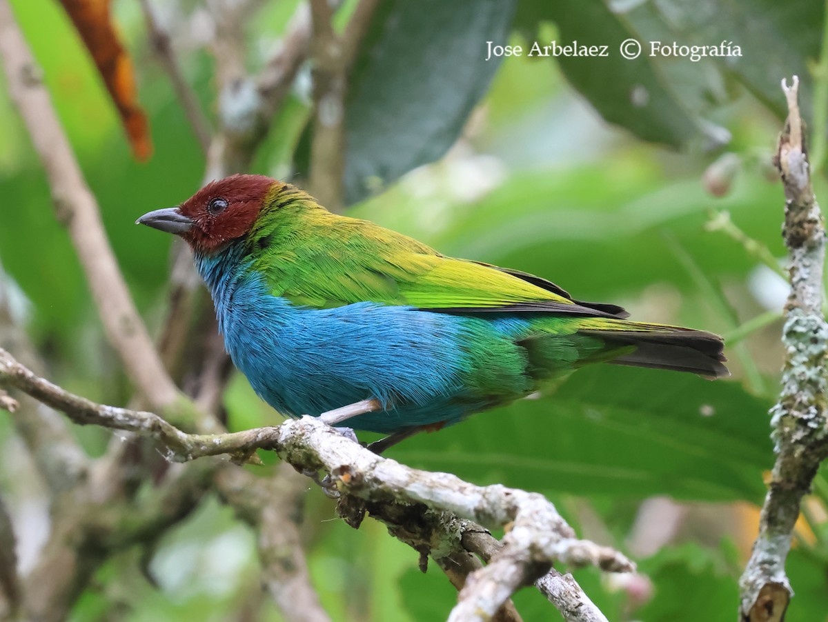Bay-headed Tanager - ML639744641